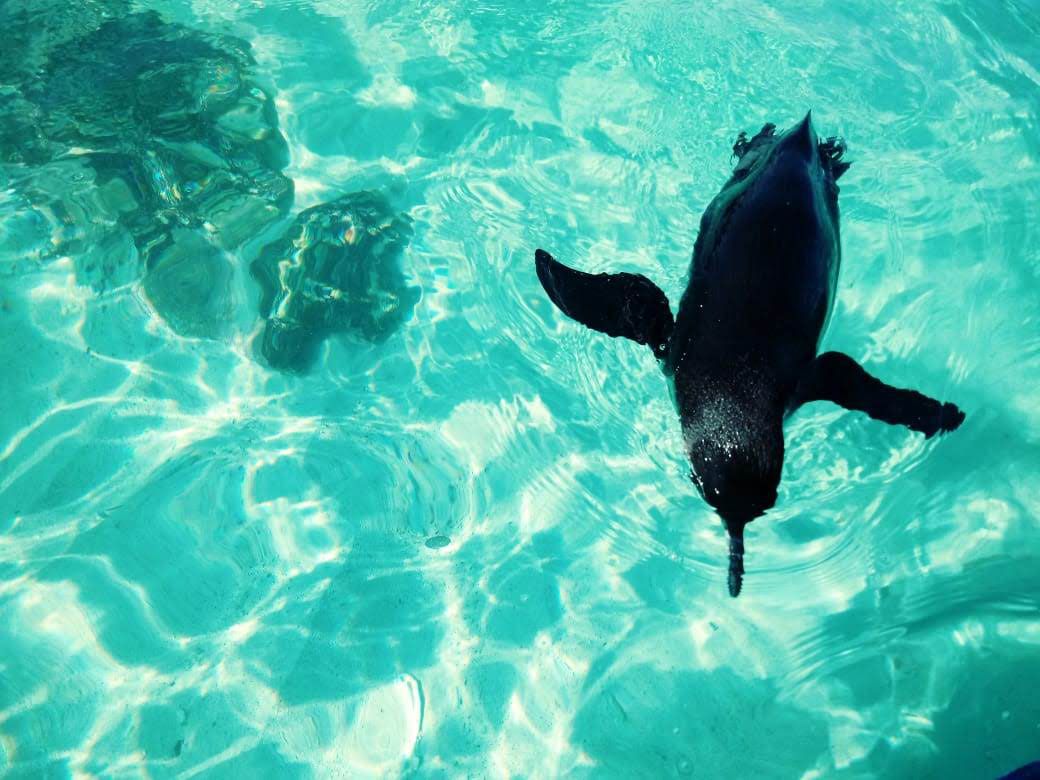 Galapagos penguin Bartolome